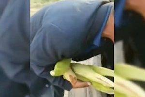 Каршинский районный хоким проклял пенсионера за кукурузу | Вести.UZ