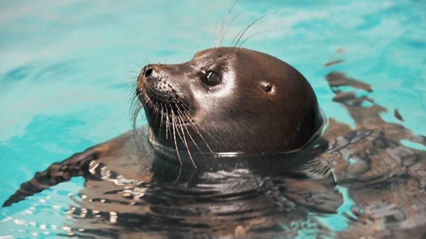 Во Владивостоке появился первый в мире рожденный в неволе детеныш тюленя
