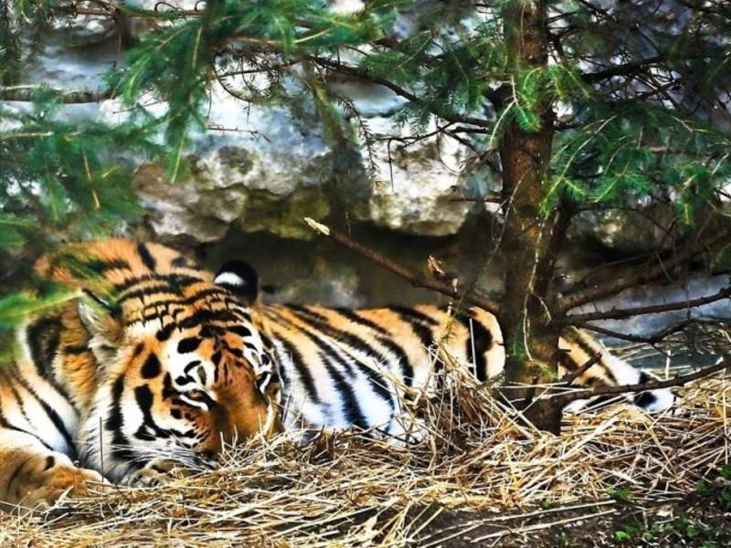 Московский зоопарк передаст тигра Дизеля США