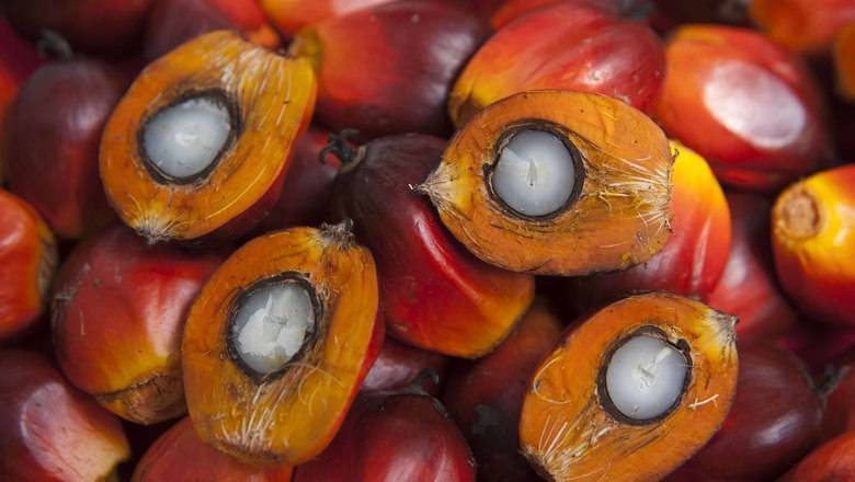 В Масложировом союзе назвали экономической диверсией запрет пальмового масла