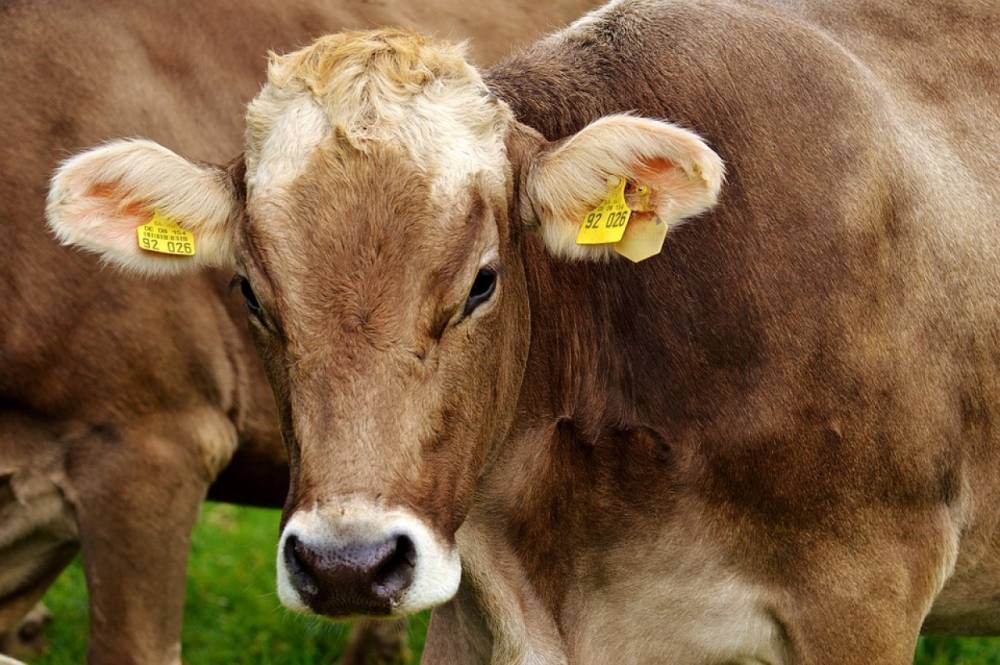 Корова-рекордсменка из Ленобласти дала почти 20 тысяч кг молока за год