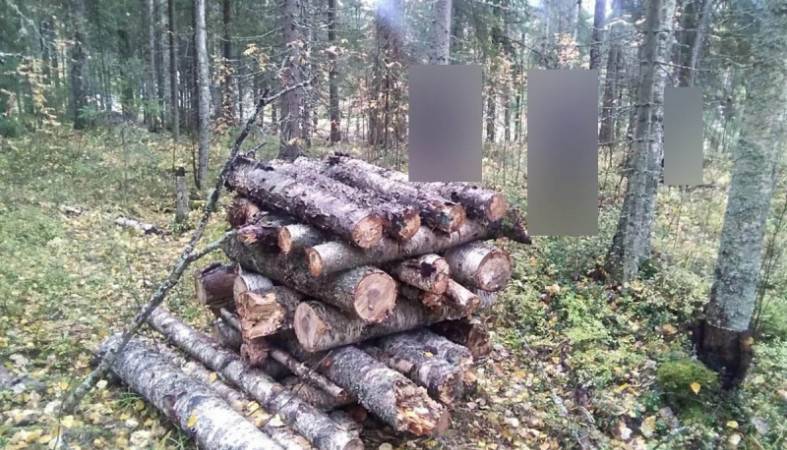 Соседка по даче сдала полиции мужчину, вырубившего деревья в лесу