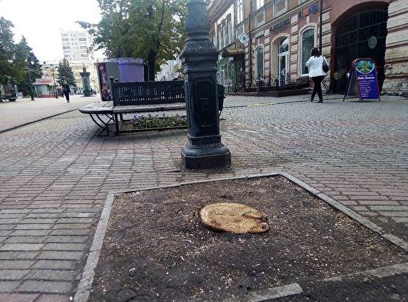 В мэрии Челябинска заявили, что не знают, кто спилил деревья на Кировке