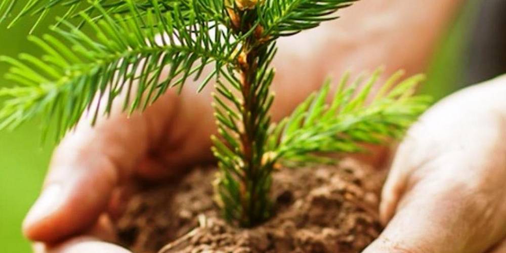 Участники экомарафона "Сохраним лес" всего за месяц посадили более 15 миллионов деревьев