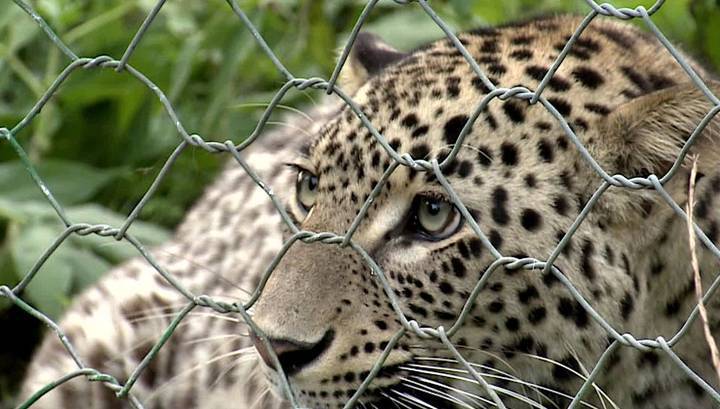 Сочинских леопардов выпустят в дикую природу в следующем году