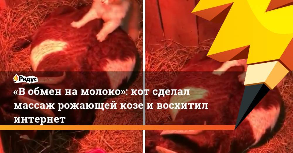 «В&nbsp;обмен на&nbsp;молоко»: кот сделал массаж рожающей козе и&nbsp;восхитил интернет