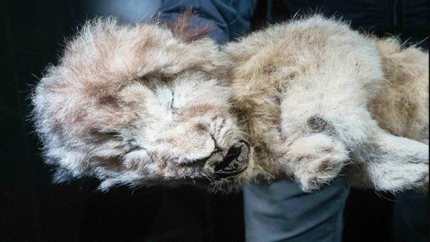 В Якутии найдены полностью сохранившиеся тела пещерных львят