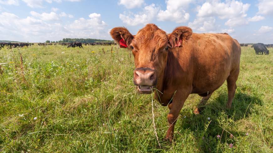 Первая в мире клонированная корова умерла в Японии