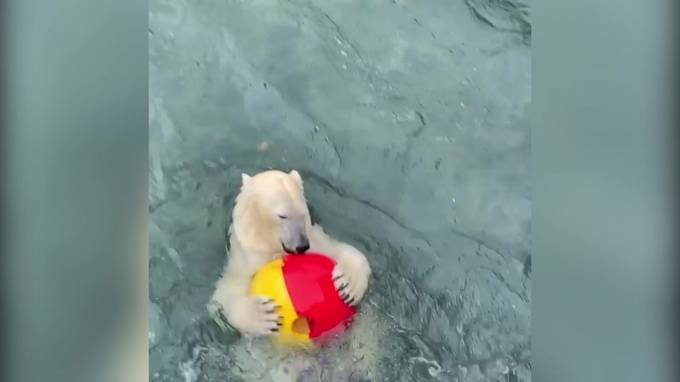 Видео: медведице из Ленинградского зоопарка подарили новые игрушки