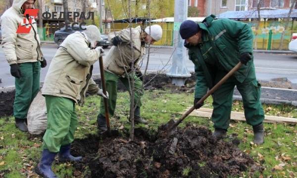 Представители ТОС помогли высадить деревья в центре Перми