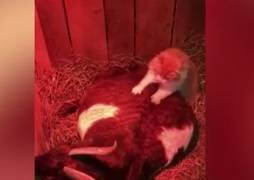 Видео: кот сделал массаж рожающей козе и восхитил пользователей Сети