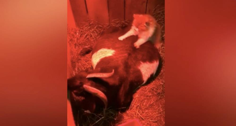 В интернете смотрят, как кот делает массаж беременной козе