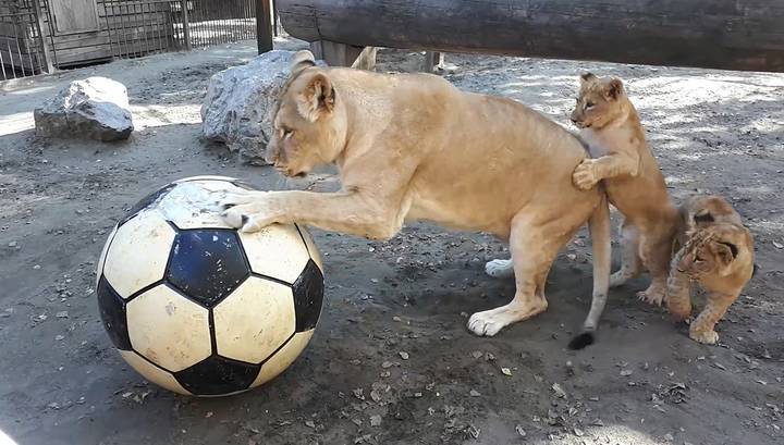 Забавы семейки львов с гигантским мячом попали на видео