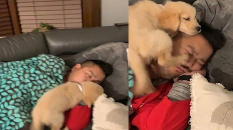На уморительном видео щенок будит храпящего хозяина, вскарабкавшись на его лицо
