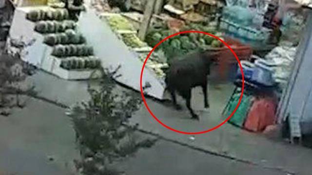 Видео: разъяренный бык забежал в магазин на севере Израиля