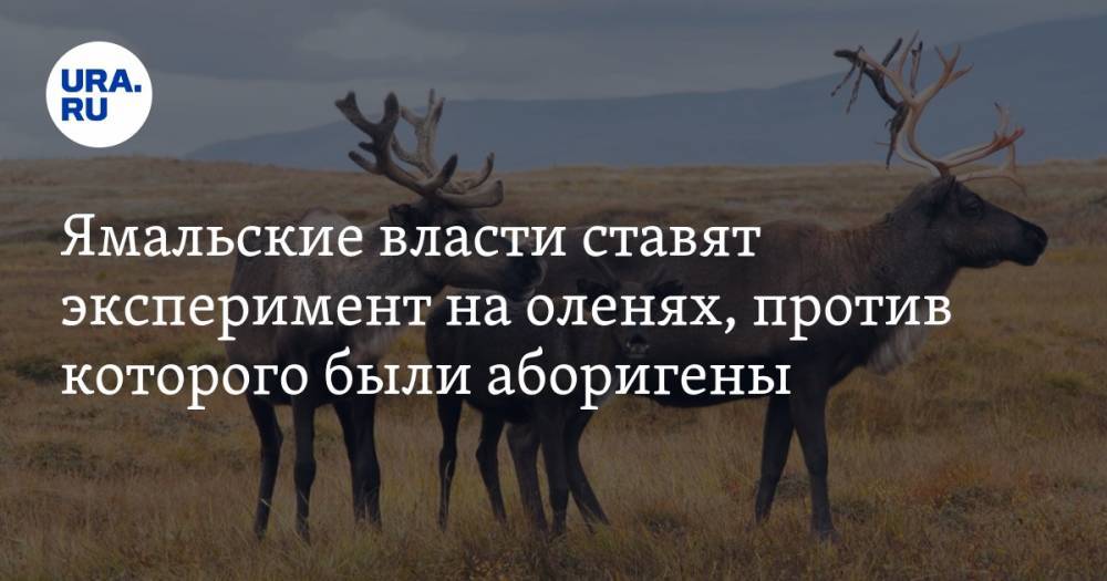 Ямальские власти ставят эксперимент на оленях, против которого были аборигены