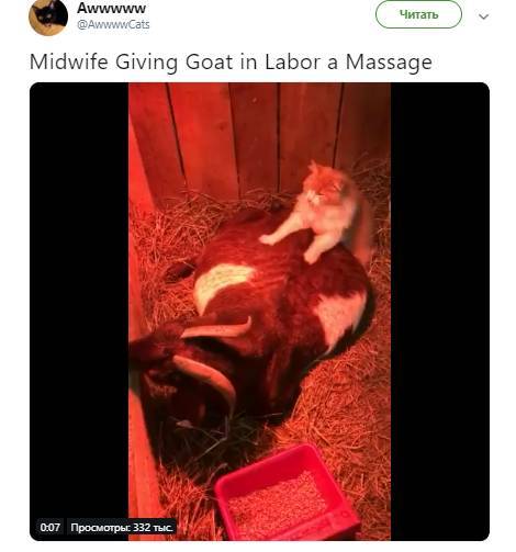 Кот сделал массаж беременной козе и стал звездой соцсетей