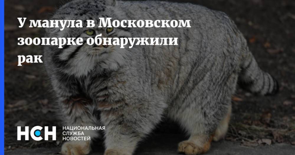 У манула в Московском зоопарке обнаружили рак