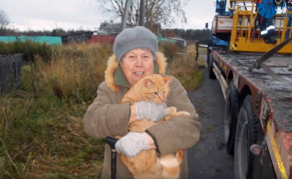 Энергетики Беломорского района запечатлели на видео спасение рыжего кота-верхолаза с опоры ЛЭП