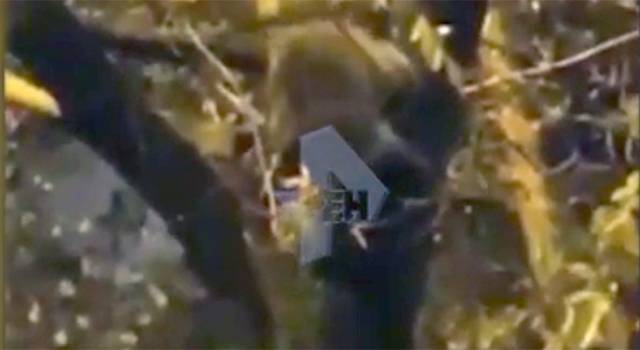 Застрявший на дереве в Москве енот сбежал от хозяйки и спасателей