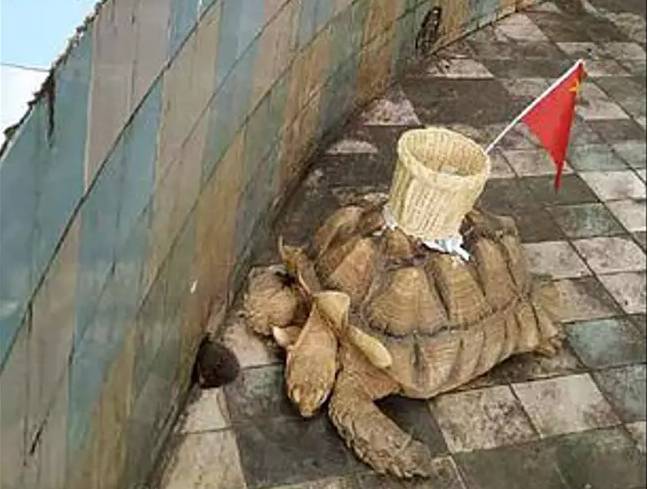 Китайский зоопарк заставил черепаху попрошайничать