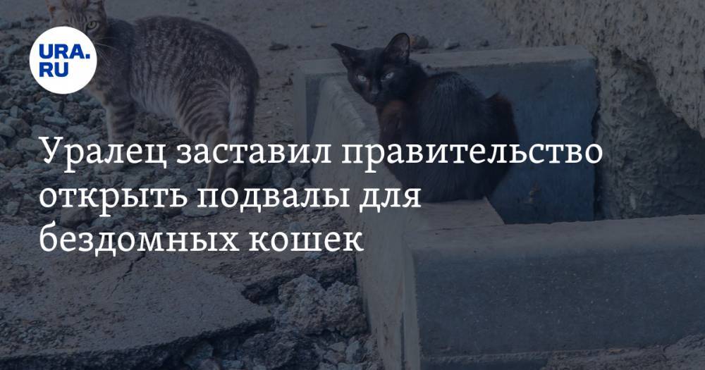 Уралец заставил правительство открыть подвалы для бездомных кошек
