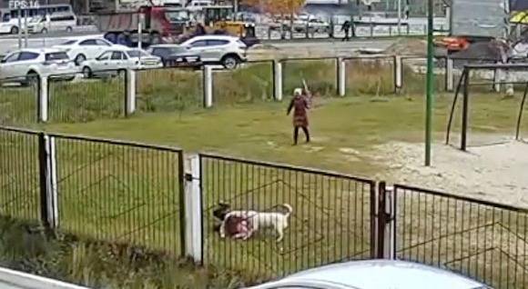 В Нижневартовске бойцовская собака напала на детей возле школы
