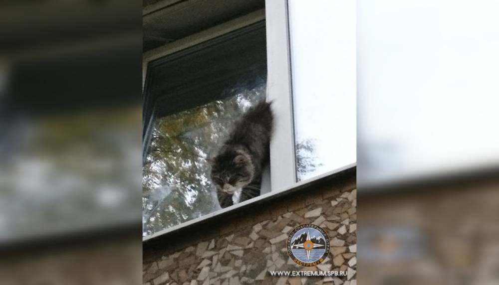 Домашний кот три часа висел в стеклопакете в Петербурге