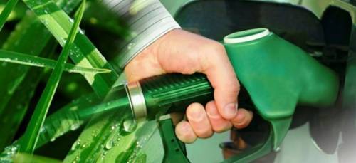 Франция исключает пальмовое масло из производства биотоплива