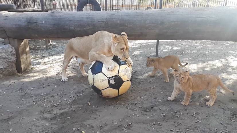Львы барнаульского зоопарка играют в футбол — видео