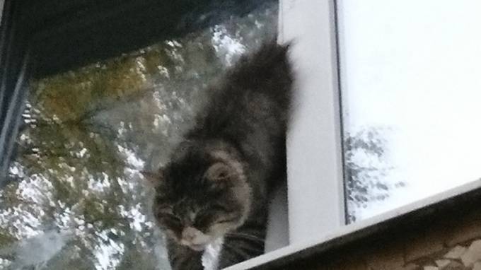 Домашний кот в Петербурге три часа висел в стеклопакете