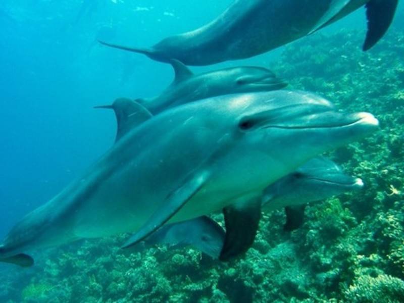 Зоозащитники спасли дельфинов из ужасных условий на Бали
