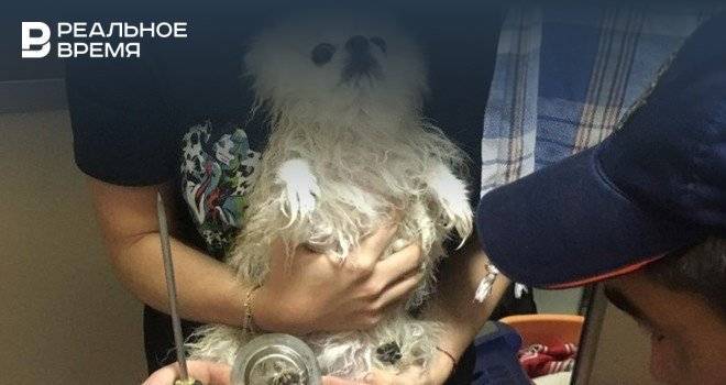 В Казани спасатели помогли собаке вытащить лапу из слива раковины