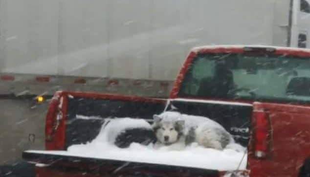 Водителя из Колорадо обвинили в жестоком обращении с животными после того, как он оставил свою собаку в грузовом отсеке пикапа во время метели