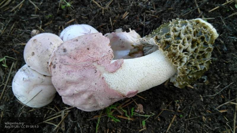 Поляна с редким видом грибов обнаружена на Урале