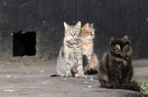 Подвалы жилых домов в России откроют для кошек