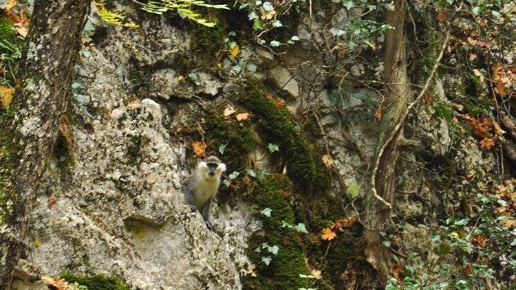 Эксперт рассказал, чем грозит обезьяне жизнь в горах Крыма