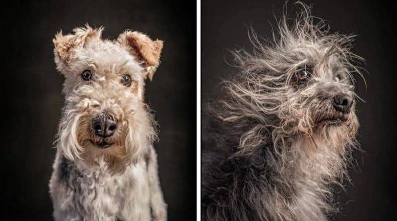 Известный фотограф променял диких кошек National Geographic на домашних собак, и результат получился не менее грандиозным