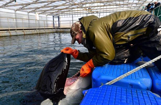 Организаторам «китовой тюрьмы» грозит уголовный срок за мошенничество