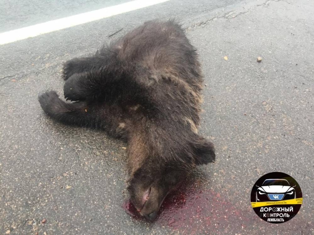В Ленинградской области неосторожный водитель сбил насмерть медведя