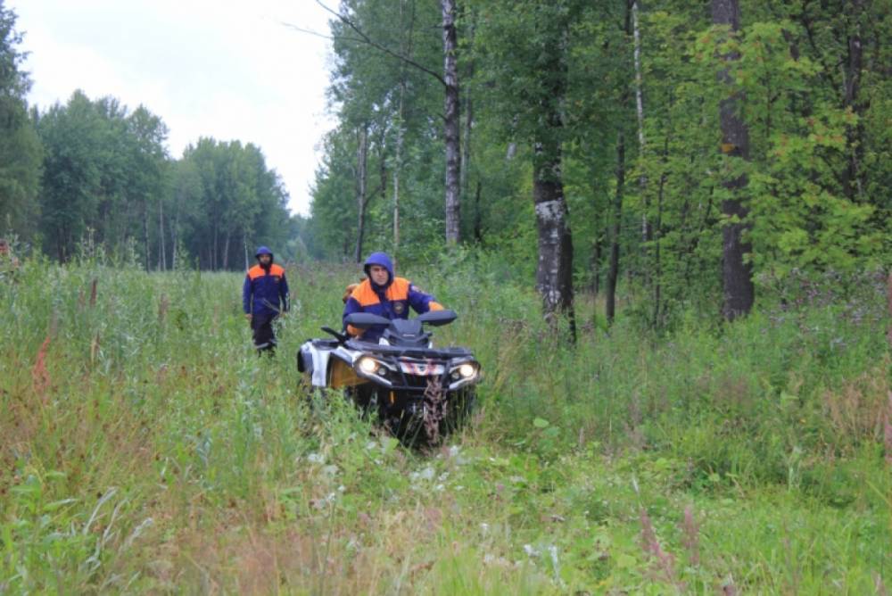 Четверо грибников заблудились в лесах Новгородской области