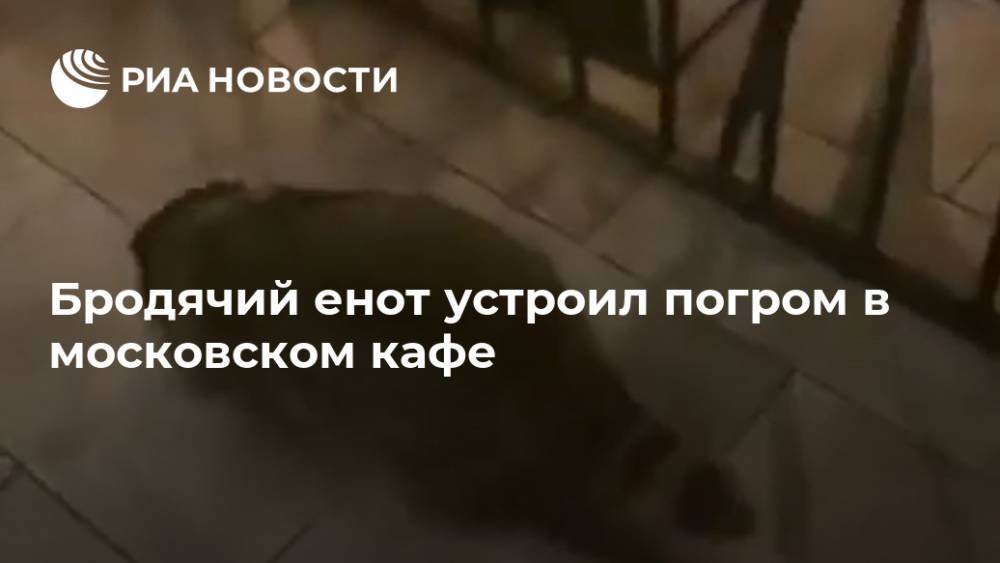 Бродячий енот устроил погром в московском кафе