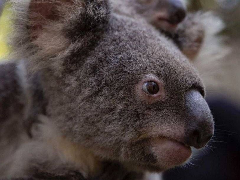 «Геномный иммунитет» был открыт благодаря заражающему коал вирусу