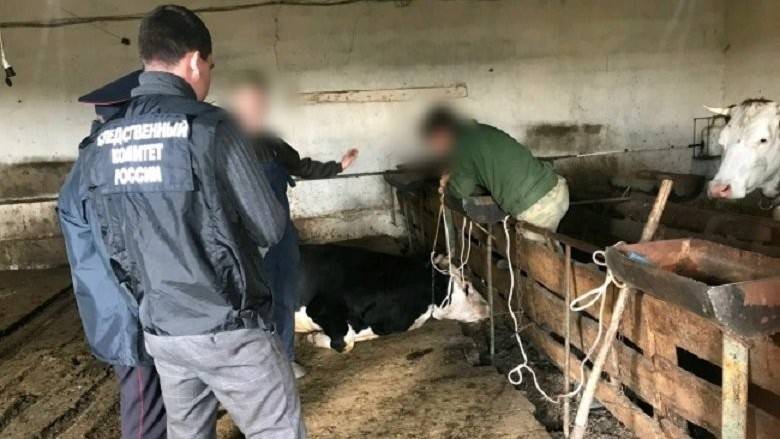 Взбесившийся бык насмерть затоптал узбекского пастуха | Вести.UZ
