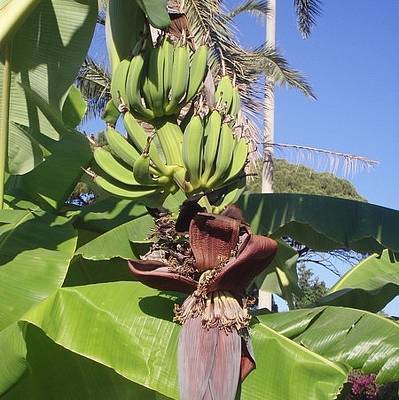 Бананы могут подорожать из-за восстания в Эквадоре