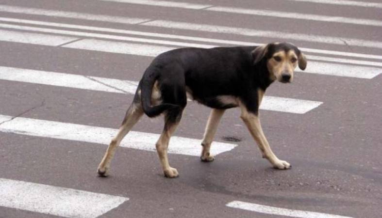 Впервые в Петрозаводске женщину судят за сбитую собаку