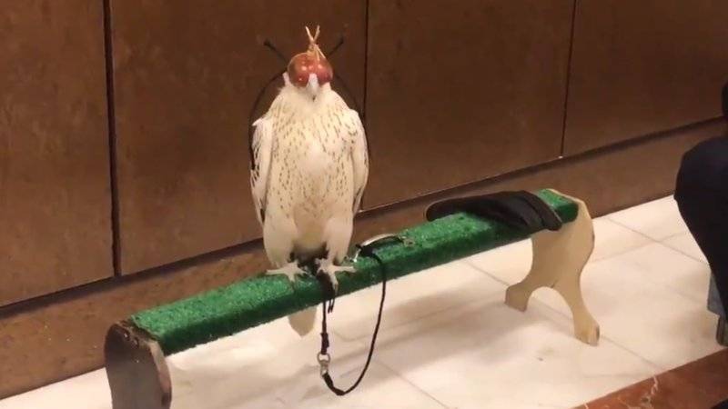 Путин привез саудовскому королю уникальную птицу