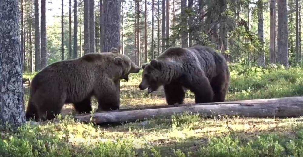 В селе Аныб Усть-Куломского района отстрелили одного медведя