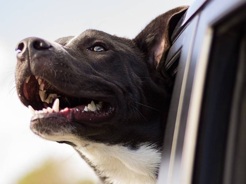 Полиция проверяет инцидент с выгулом собаки из машины в Чувашии