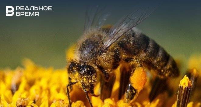 Пчелы смогли преодолеть барьер восприятия, существующий у человека и рыб